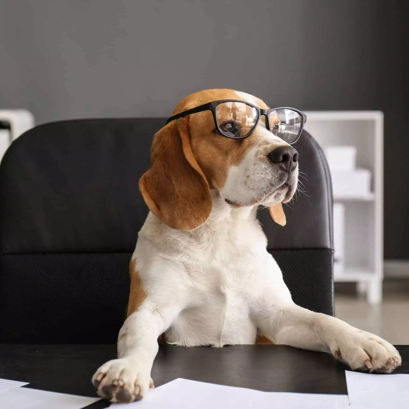 Cute funny dog with eyeglasses sitting at workplace in office Cute funny dog with eyeglasses sitting at workplace in office